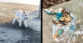 【千葉】許せない。。家の隣に置かれた「青い魚」を食べてしまった子犬がその後亡くなり物議！