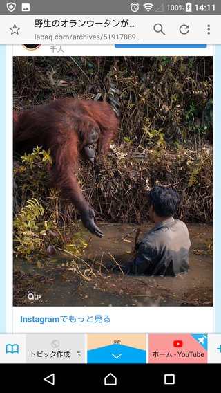 野生のオランウータンが毒ヘビのいる川に近づいてきて…手を差し伸べてくれた！