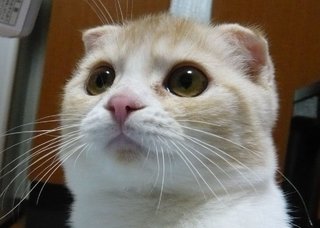 佐賀、大分、徳島、山口、鳥取、富山、岐阜、栃木、神奈川、青森。一生このどれかに住まなきゃ