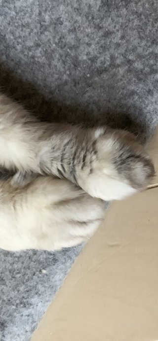 人気猫種ランキング　みんなが飼ってるニャンコは？