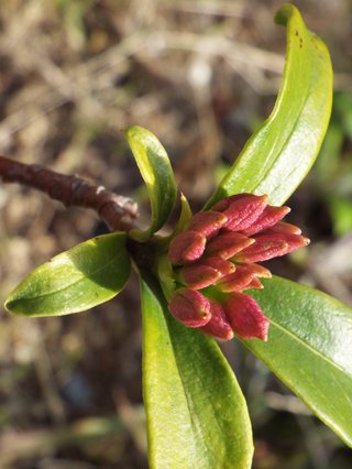 卍◇卍「白蛇城」卍◇卍