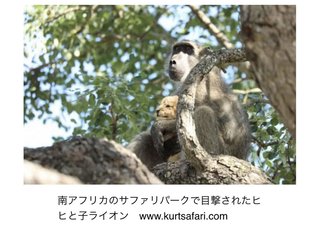 ヒヒにさらわれ子どもにされた子ライオンの悲劇