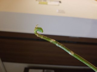 &#x{11:F9E6};&#x{11:F9E6};ガーデニング好きな方【情報交換】&#x{11:F9E6};&#x{11:F9E6};