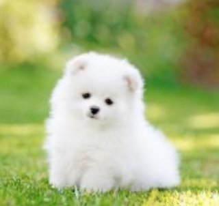 公園で犬の飼い主と揉めた