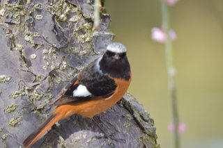 鳥好きさん、いませんか？