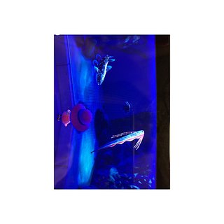 どうぶつの森 Switch 