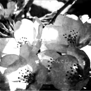 足立梨花「わたしが…」インスタ投稿が波紋　志村けんさん巡るバッシング続き