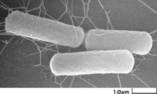 TBS【テセウスの船】日・21時