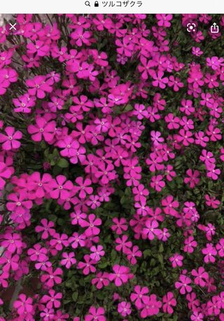 &#x{11:F9E6};&#x{11:F9E6};ガーデニング好きな方【情報交換】&#x{11:F9E6};&#x{11:F9E6};