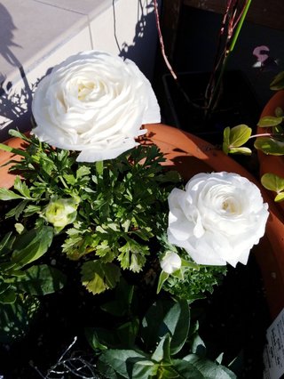 &#x{11:F9E6};&#x{11:F9E6};ガーデニング好きな方【情報交換】&#x{11:F9E6};&#x{11:F9E6};