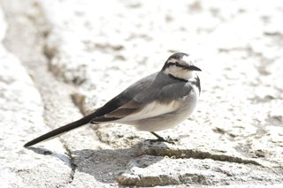 鳥好きさん、いませんか？