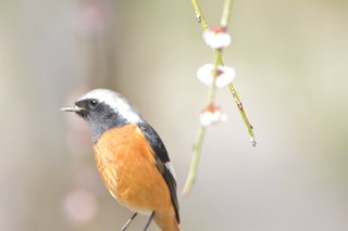 鳥好きさん、いませんか？