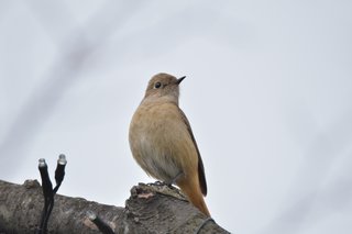 鳥好きさん、いませんか？
