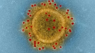 【日本】新型コロナに感染後　427人が退院　※うち無症状で入院してた人は225人