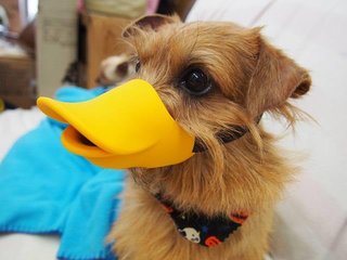 飼い犬に噛まれ乳児死亡