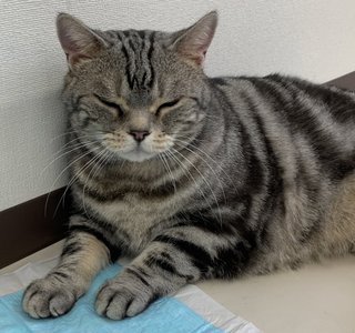 テレ朝【警視庁・捜査一課長 2020】木曜・20時