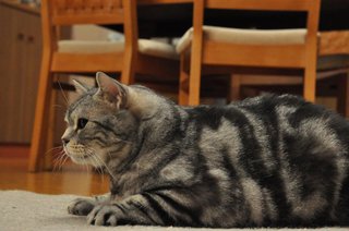 テレ朝【警視庁・捜査一課長 2020】木曜・20時