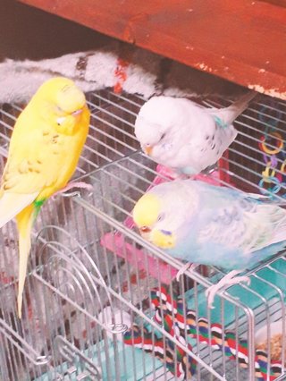 鳥好きさん、いませんか？