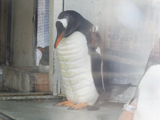腹筋バキバキにしかみえない マッチョペンギン！