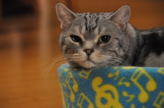 テレ朝【警視庁・捜査一課長 2020】木曜・20時