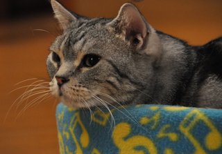 テレ朝【警視庁・捜査一課長 2020】木曜・20時