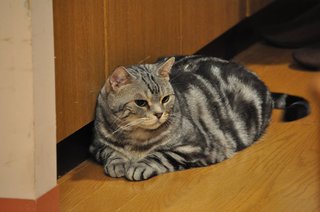 テレ朝【警視庁・捜査一課長 2020】木曜・20時