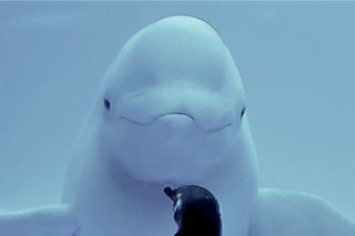 新型コロナで休館中の水族館を徘徊しているのは…？シロイルカも思わぬ出会いに興味津々