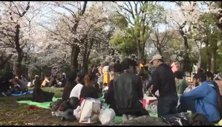 新型コロナの大流行中に花見をする日本人【海外の反応】