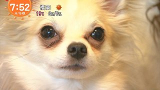 【おはよう】めざましテレビ【総合】