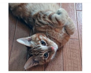 猫のために…勤務先の病院を辞めた一人暮らしの女性「感染したらお世話をする人がいなくなる」