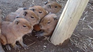 カピバラの赤ちゃん…