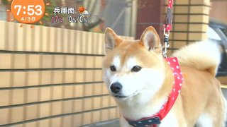 【おはよう】めざましテレビ【総合】