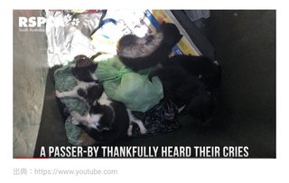 オーストラリア・ゴミ箱に捨てられた子猫たち       