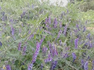 ミ☆馴れ合いのなんでも語れるトピ☆ミ