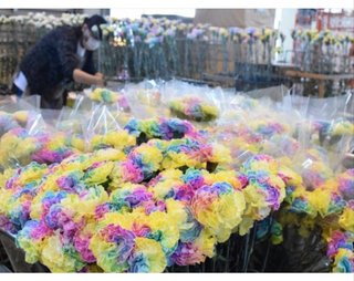 虹色のカーネーション「母の日」に向け出荷作業本格化   