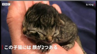 米オレゴン州・顔が２つある子猫が誕生