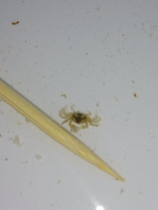 あさり砂抜き中に、生きてるミニサイズのかわいいカニが