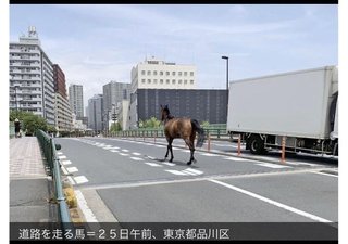 大井競馬場から馬脱走、車と衝突