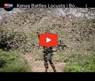 コロナに追い討ち　バッタ巨大群の第二波がヤバイ！