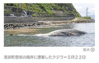 クジラ死骸が漂着、腹部爆発の危険も。体長12m、全国でも珍しい種類か   