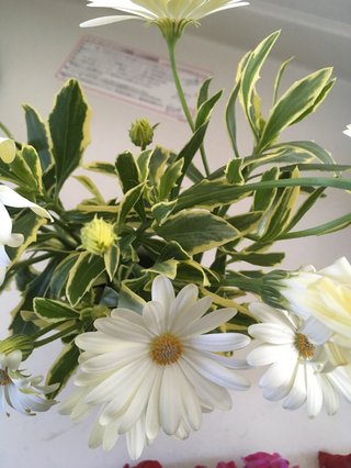 &#x{11:F9E6};&#x{11:F9E6};ガーデニング好きな方【情報交換】&#x{11:F9E6};&#x{11:F9E6};