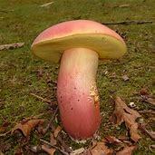 女性の膣口の16㎝先に｢ポルチオ｣と呼ばれる性感帯があることが判明。短小では届かない模様