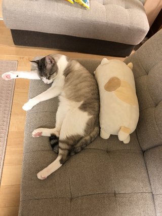 猫がみたい