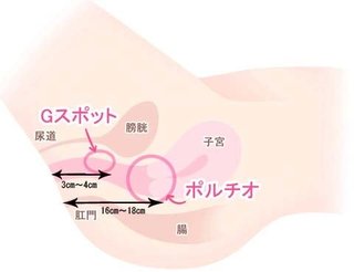 女性の膣口の16㎝先に｢ポルチオ｣と呼ばれる性感帯があることが判明。短小では届かない模様