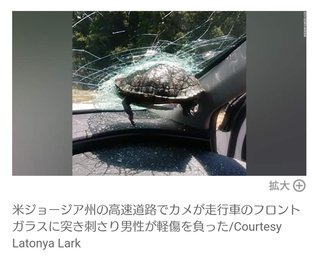 米・飛んできたカメ、走行車のフロントガラスに突き刺さる