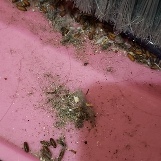 これってゴキブリの卵ですか？