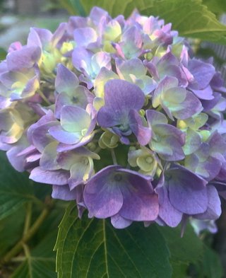 &#x{11:F9E6};&#x{11:F9E6};ガーデニング好きな方【情報交換】&#x{11:F9E6};&#x{11:F9E6};