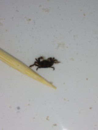 あさり砂抜き中に、生きてるミニサイズのかわいいカニが