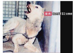 神経が侵され“痙攣や興奮状態”に…致死率ほぼ100%の“狂犬病感染者”を14年ぶりに確認   