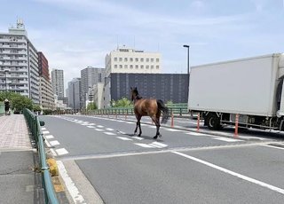 大井競馬場　放馬事故を謝罪　品川区の交差点で車と接触　運転手が負傷